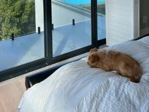 Custom Blinds South Africa A brown and white dog naps on a cosy white duvet as sunlight streams in by the glass door, with a pool view outside. before custom blinds shutters Garden Route & Online